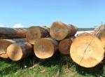 Проблемы при выборе древесины